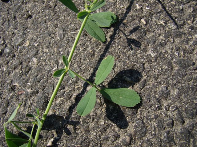 Medicago sativa / Erba medica